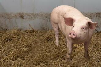 Are Pigs Happier in a Pigsty? Just Ask Some People | by Robert Roy Britt | Medium
