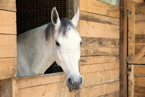 White Horse in the Stable Box Stock Photo - Image of white, jockey: 31084154