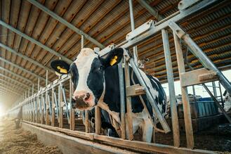 Are Organic Dairy Cows Actually Happier? - One Green Planet