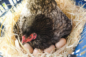 How to Help a Broody Hen Hatch Her Chicks - Hobby Farms