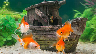 How To Set Up A Fish Tank: A Step by Step Guide | PETstock