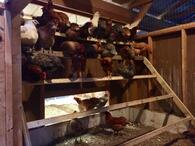 6 Basics for Chicken Coop Design - Backyard Poultry