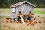 21,342 Hen Coop Stock Photos, Pictures & Royalty-Free Images - iStock