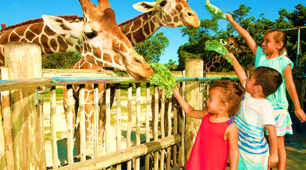 Zoo animals. Parts of body.