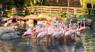 Bird zoo . Parts of body.