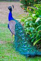 The famous peacock feathers, the gait of this bird, everything is unusual. Description from colourbox.com. I sear… | Peacock images, Peacock pictures, Bird pictures