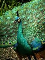 DID YOU KNOW... Peacock is actually the correct term for the male species. Peachick is the term for the newborns. Peachicks do not… | Peacock bird, Peafowl, Peacock