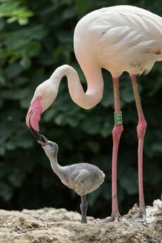 2 flamingo