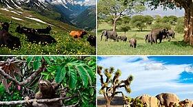 7 клас Організми і середовище існування.
