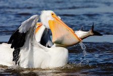Pelican Facts To Eat Pigeon and Duckling Show On Video