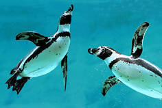 4,959 Penguin Swimming Stock Photos, Pictures & Royalty-Free Images - iStock