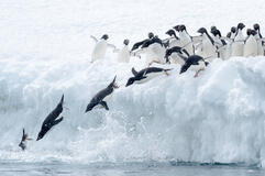 Can Penguins Fly? - American Oceans