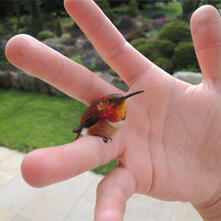Meet The Bee Hummingbird – The Smallest Bird In The World