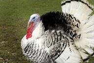 Thousands of turkeys culled as bird flu strikes again - Poultry World