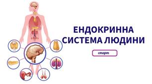 (Копія) Ендокринна система 