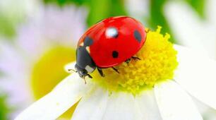 Insects