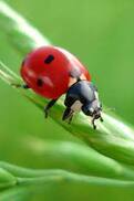 Ladybug facts and photos