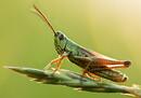 Grasshopper Symbolism & Meaning (+Totem, Spirit & Omens) - World Birds