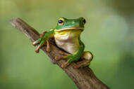 1,663 Green Tree Frog Stock Photos, Pictures & Royalty-Free Images - iStock