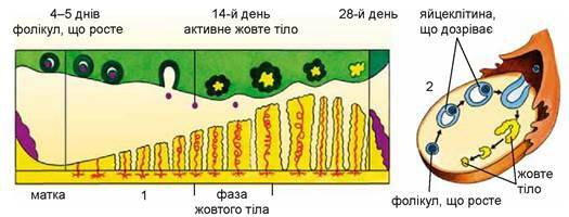 0300ua4q-ca8a-525x200.jpg