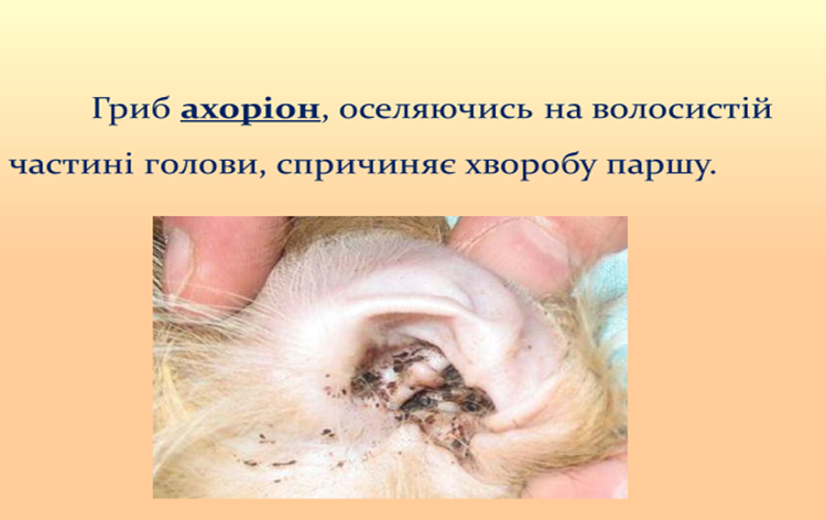 0300umix-574c-750x472.png