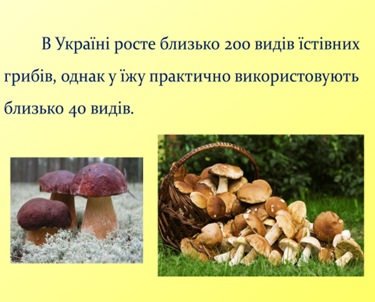 0300umjj-cdcd-739x595.png