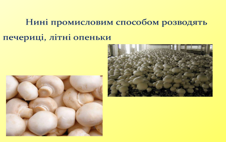 0300umk4-c14b-750x470.png