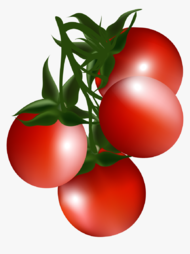Cherry Tomato Clip Art Cartoon Red - Tomato Plant Clipart Transparent, HD Png Download , Transparent Png Image - PNGitem