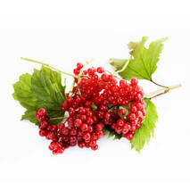 ᐉ Калина — купити по ціні 0,00 грн/кг • Київ, Харків, Дніпро • FRUIT TIME