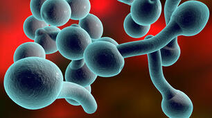 Сапротрофні - цвільові гриби, дріжджі