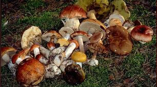 ГРИБИ (шапкові гриби)