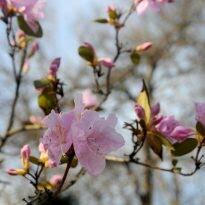 Залишаючись вдома: туристам пропонують онлайн-мандрівки Житомирщиною через карантин Залишаючись вдома: туристам пропонують онлайн-мандрівки Житомирщиною через карантин