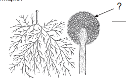 0300vhye-a07f-255x169.png