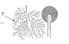 0300viy2-854f-278x176.png