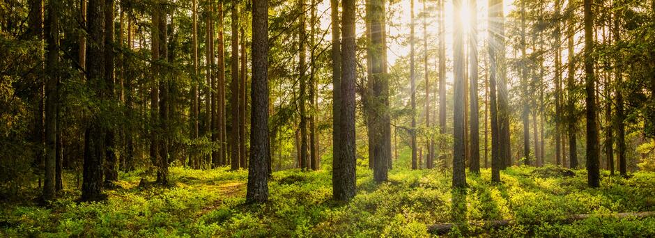 Forest | Dufferin County