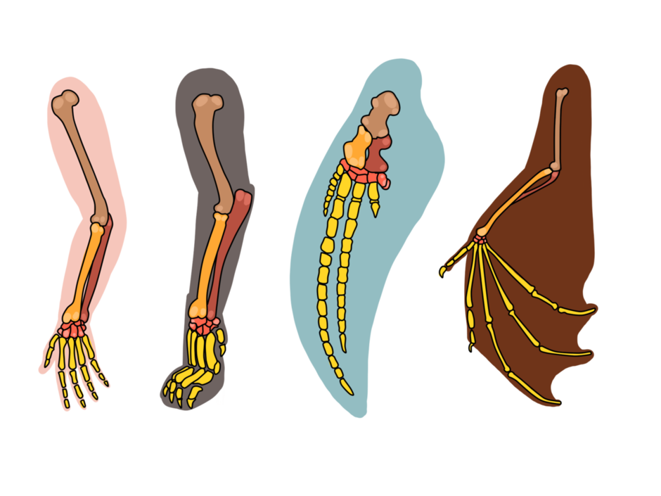 Переходные формы сравнительно анатомические. Сравнительно-анатомические доказательства гомологичные органы. Сравнительно анатомические доказательства эволюции животных. Палеонтологические сравнительно-анатомические. Сравнительно-анатомические доказательства эволюции гомология.
