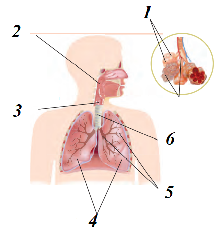 0300vun2-6f68-443x473.png