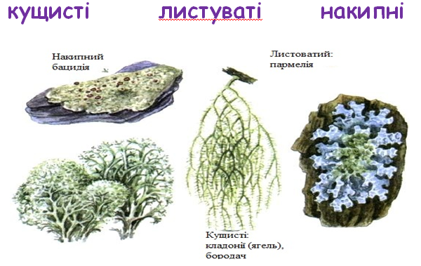 Какие по внешнему виду лишайники изображены на рисунке