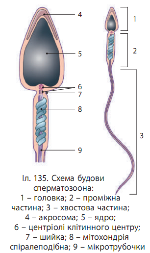 0300w4ms-1301-306x516.png