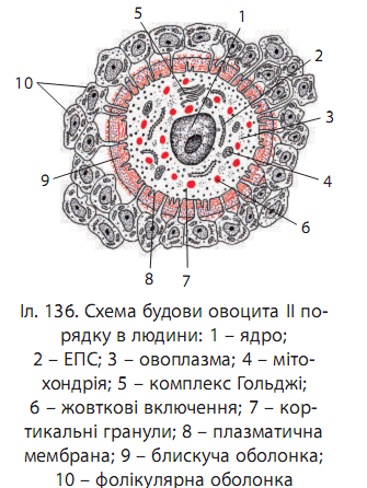 0300w4mt-22d7-335x446.png