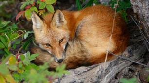  Body parts of a fox. 