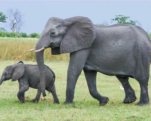 Слон | Детям о животных | Некоммерческий учебно-познавательный интернет-портал Зоогалактика