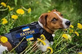 Патрон: душа та талісман чернігівських піротехніків – bit.ua