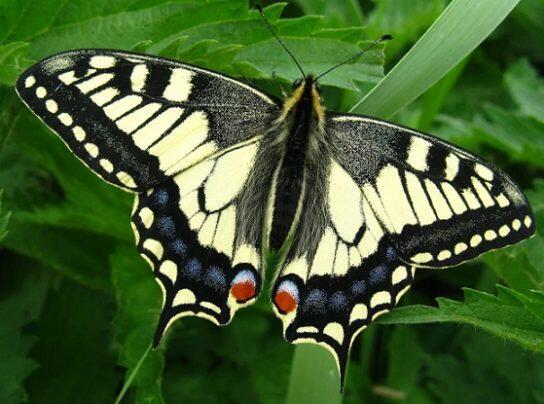 Метелик Махаон - фото і опис, як виглядає, скільки живе і чим харчується • NRV UA