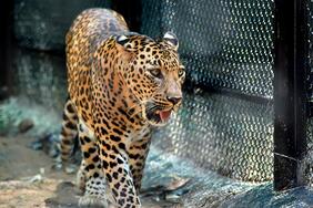 Zoos - Pros & Cons - ProCon.org