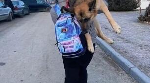 ЧОТИРИЛАПИЙ ДРУГ