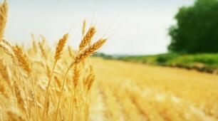 Підсумки методичної роботи в закладі освіти (витяг з річного плану)