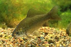 0300wzg3-fac3-275x183.jpg