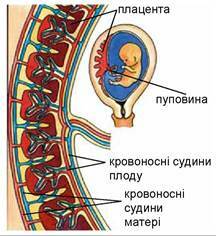 0300x3ar-79d2-216x236.jpg