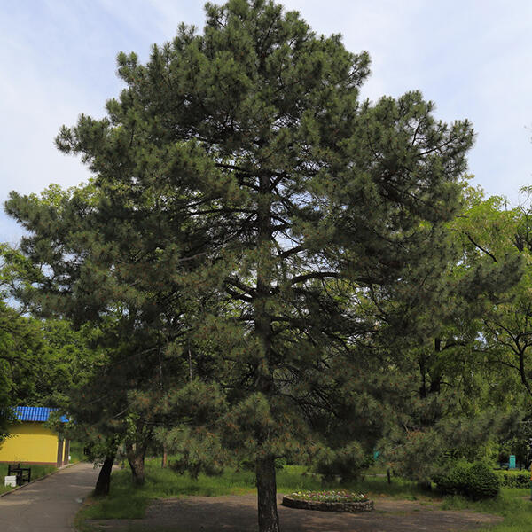 0300x9q9-1547-600x600.jpg